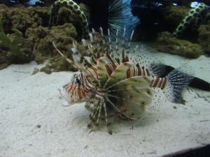 IMG 3665 - Two Oceans Aquarium Kaapstad