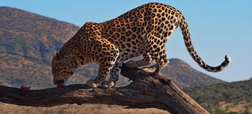 Dag 281-285 (3-7 juni): (Jacht)luipaarden voederen, rotstekeningen en perfectie bij Spitzkoppe