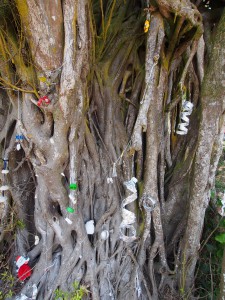 PC258493 - Kerst mangroveboom aan Tiwi beach