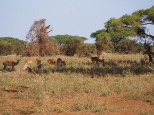 PC298670 - Impala's Amboseli NP