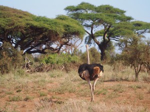 PC298673 - Struisvogel Amboseli NP