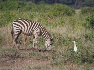 PC298687 - Zebra Amboseli NP