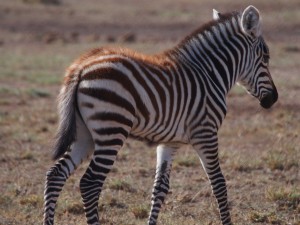 PC298713 - Zebra Amboseli NP