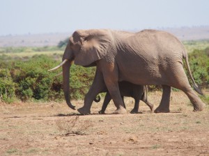 PC298727 - Olifanten Amboseli NP