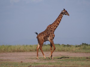 PC298779 - Giraffe Amboseli NP