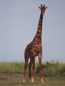 PC298784 - Giraffe Amboseli NP