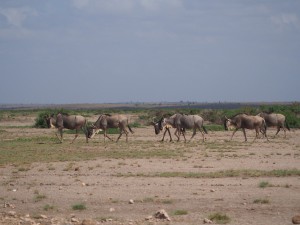 PC298793 - Gnoes Amboseli NP