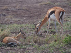 PC298803 - Thomson's gazelle Amboseli NP
