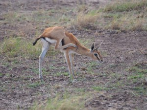 PC298813 - Thomson's gazelle Amboseli NP