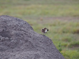 PC298820 - Vogel Amboseli NP