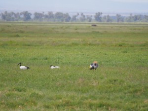 PC298825 - Heilige ibissen en kraanvogels Amboseli NP