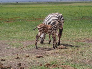 PC298853 - Zebra's Amboseli NP