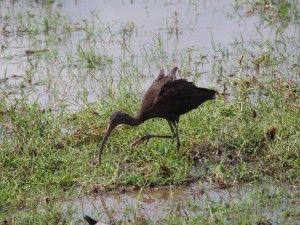 PC298872 - Zwarte ibis Amboseli NP