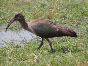 PC298897 - Hadada ibis Amboseli NP