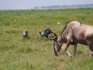 PC298912 - Kraanvogels en gnoes Amboseli NP
