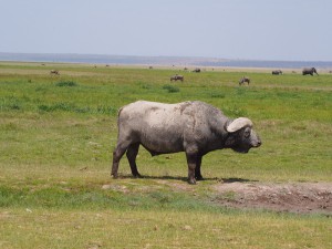 PC298927 - Buffel Amboseli NP