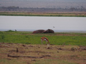 PC298975 - Nijlpaarden Amboseli NP