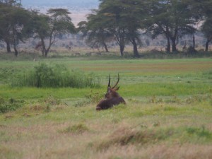PC299015 - Onbekend dier Amboseli NP