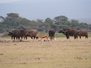 PC299022 - Buffels en thomson's gazelle Amboseli NP