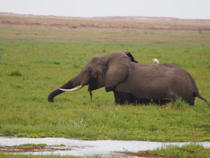 PC299123 - Olifant Amboseli NP