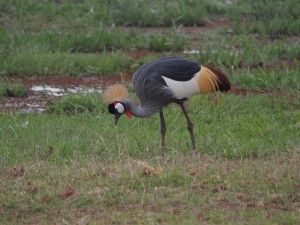 PC299128 - Kraanvogel Amboseli NP