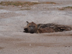 PC299144 - Gevlekte hyena Amboseli NP