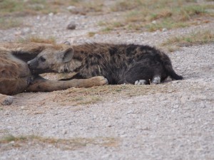 PC299161 - Gevlekte hyena's Amboseli NP