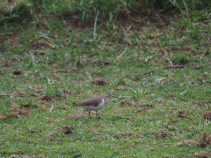 P1029177 - Vogel bij Naivasha meer