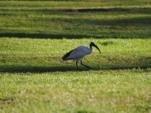 P1049428 - Heilige ibis Oloiden Camping
