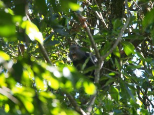 P1069569 - Primaat Kakamega Forest NR