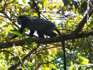 P1069574 - Primaat Kakamega Forest NR