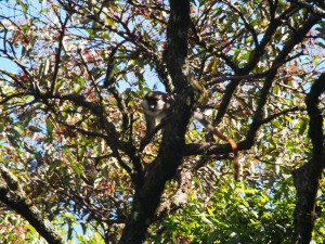 P1069580 - Primaat Kakamega Forest NR