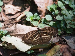 P1069593 - Vlinder Kakamega Forest NR