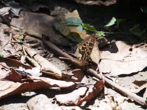 P1069612 - Vlinder Kakamega Forest NR