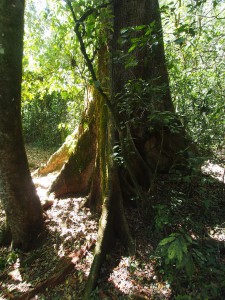 P1069628 - Kakamega Forest NR