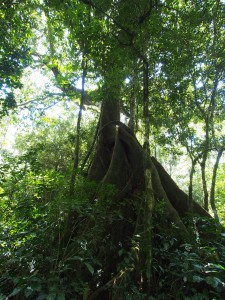 P1069637 - Kakamega Forest NR