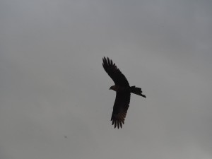 PB246904 - Roofvogel