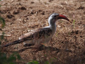 PB267221 - Hornbill in Abiata Shalla NP