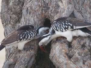 PB267227 - Hornbills in Abiata Shalla NP