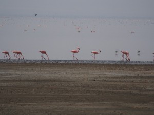 PB267241 - Flamingos Abiata meer in Abiata Shalla NP