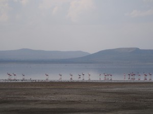 PB267250 - Flamingos Abiata meer in Abiata Shalla NP