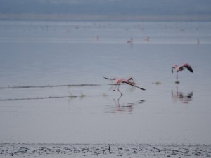 PB267256 - Flamingos Abiata meer in Abiata Shalla NP