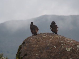 PB307627 - Vogels Bale Mountains NP