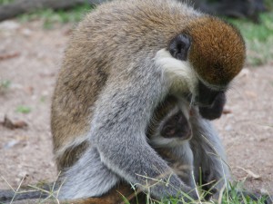 PB307675 - Vervet apen Hawassa meer