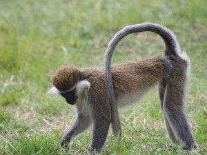 PB307684 - Vervet apen Hawassa meer