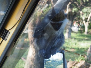 PC017724 - Vervet apen Hawassa meer