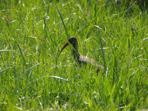 P1180566 - Hadada ibis in botanische tuinen Entebbe