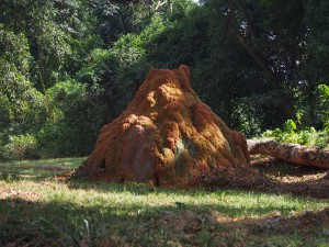 P1180581 - Kleurige termietenheuvel