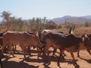 P1220795 - Ugandese longhorns