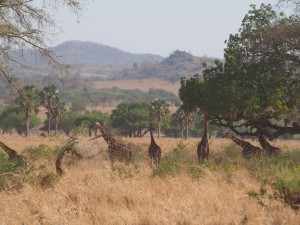 P1251242 - Rothshild giraffes Kidepo NP